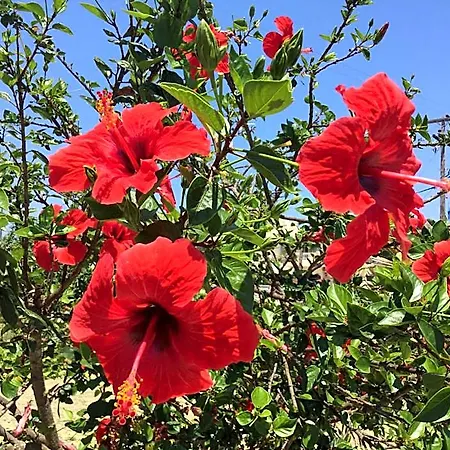 Lägenhetshotell Basil Tsilivi (Zakynthos)