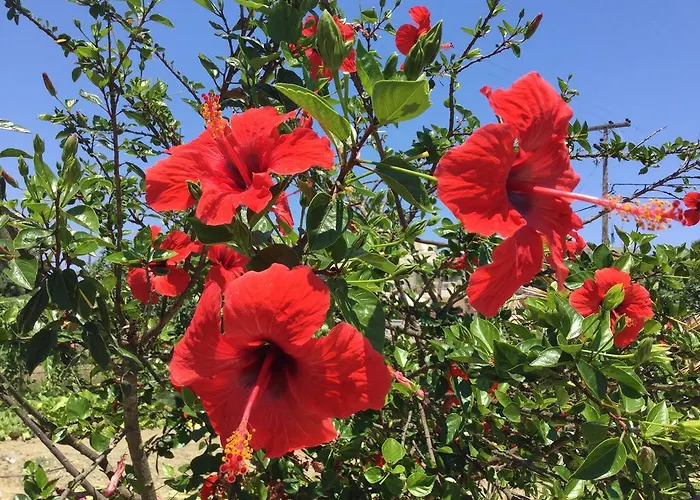 Basil 2* Tsilivi (Zakynthos)