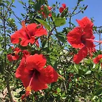 Basil 2* Tsilivi (Zakynthos)