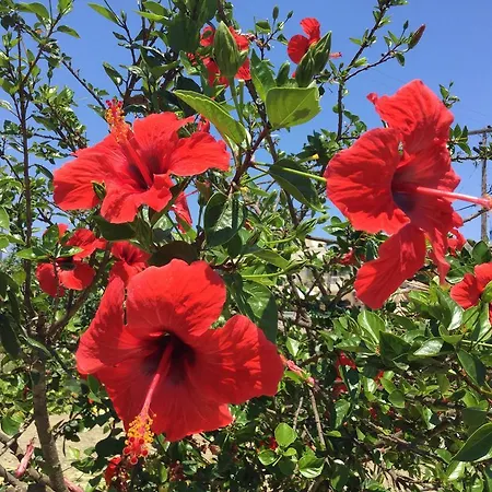 Basil 2* Tsilivi (Zakynthos)